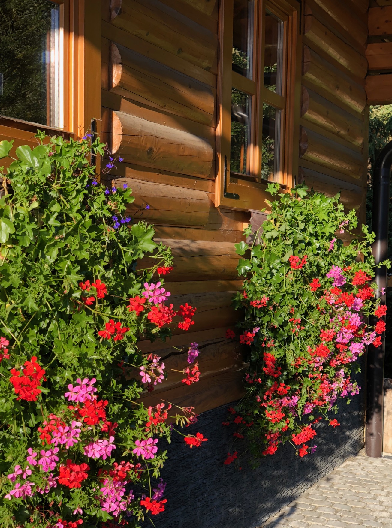 Exterior and garden — IMG_1271